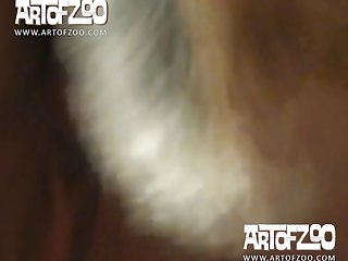 Blonde Fucks Dog Porn