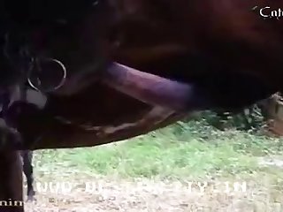 Zoofilia Vaca Xxx