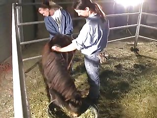 Woman Riding Her Dog Porn