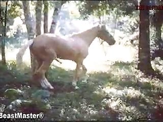 Cartoon Horse Fuck Porn