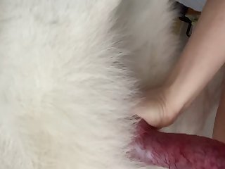 Porn With Animal Torrent