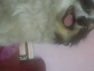 Free Porn Animal Porn