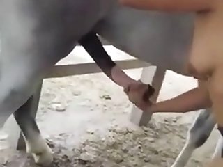 Animal Gey Porn