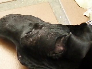 Channel And Over Her Battered Cunt Lips. Not A Peep Did