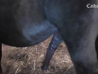 Animal Passion Porn