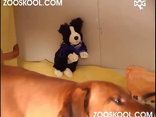 Animal Porn Hd Sex