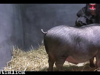 Guy Fucks Dead Animal Porn