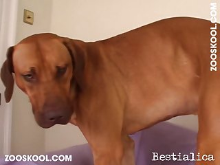 Animal Sex With Girl Porn Hd