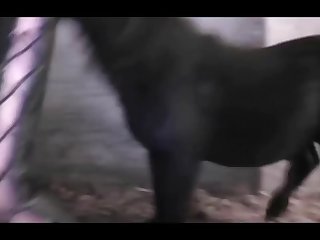 3d Animal Porn Comics