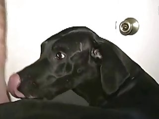 Perros Y Mujeres Zoofilia