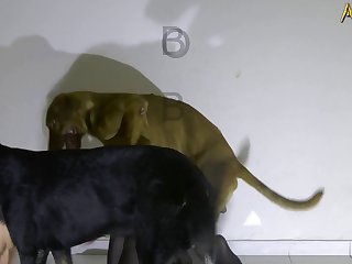 Indi Xxx Porn