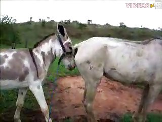Brennah Montgomery Zoo Porn