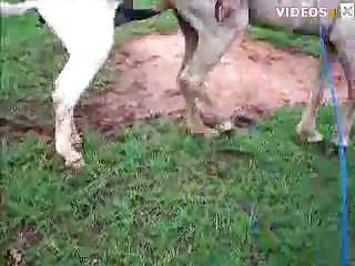 Brennah Montgomery Zoo Porn