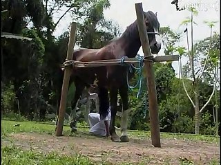 Vanessa Zoo Porn