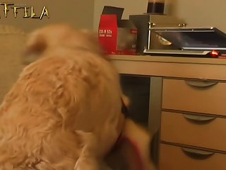 Quarantine Dog Porn