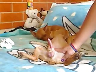 Man Fuck Animal Zoo Porn