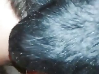 Rashmika Animal Sex Scenes