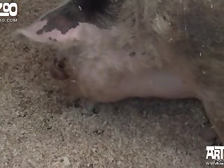 Zoo Porn Geschichten