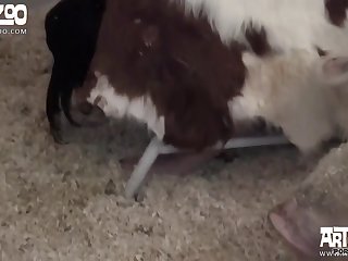 Zoo Porn Geschichten