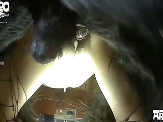 Vice Animal Sex
