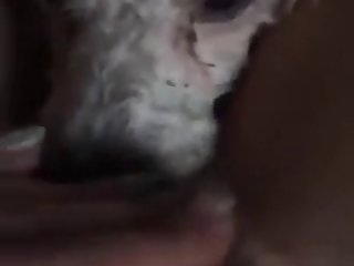 Zoophilie Sex Film