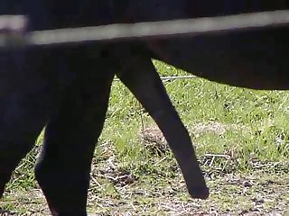 Ben Horse Masturbating