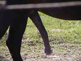 Ben Horse Masturbating