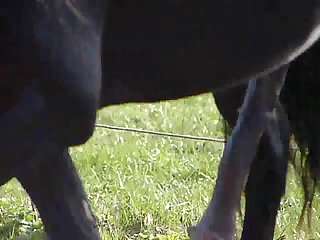 Ben Horse Masturbating