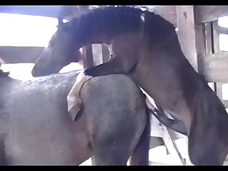 Little Lupe Vs Pygmy