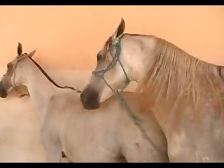 White Horse 01
