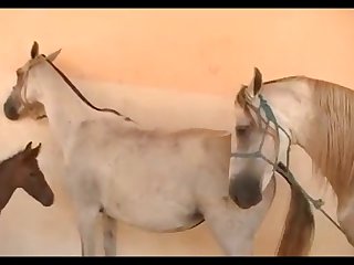 White Horse 01
