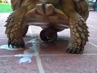 Humping A Dog Porn