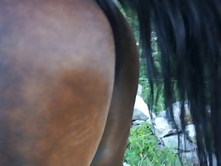 Zoophilie Sex Mit Eber