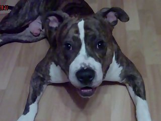 Layla Dog Porn