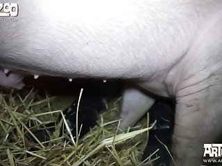 Zoophilie Sexgeschichte