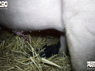 Zoophilie Sexgeschichte