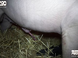 Zoophilie Sexgeschichte