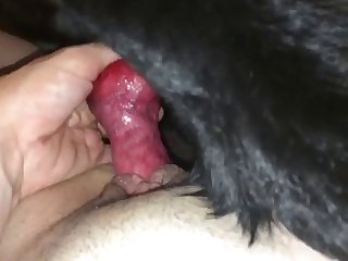 Animal Sex Family