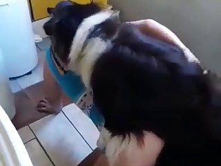 What Animal Sex