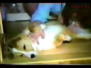 Stories Zoo Porn