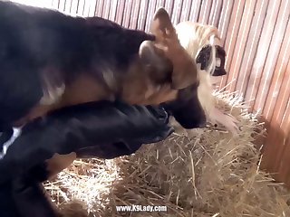 Girl Treated Like A Dog Porn