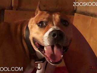Filme Pornô Com Animais