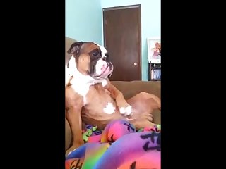 Bulldog Playing With Himself