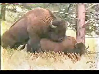 796f7b Bison Bull Mating 0 21 Mpeg
