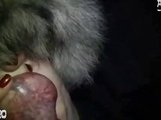 Xvideos History