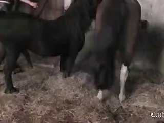 Horse Zoo Tube