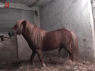 American Zoophilia Porn