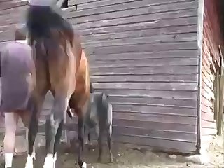 Ai Generated Zoophilia Porn