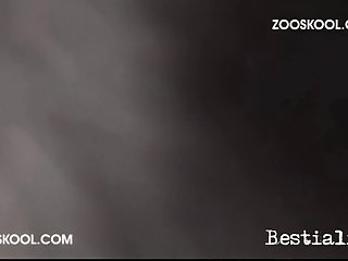 Young Zoo Sex