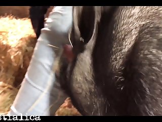 Animals Zoo Sex Videos